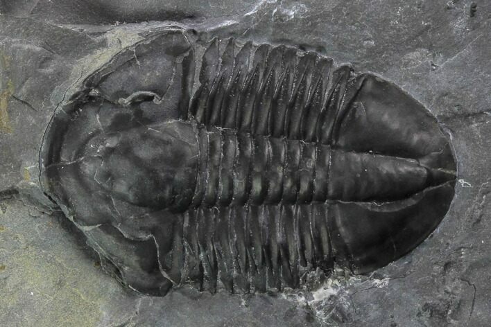 Nice Asaphiscus Wheeleri Trilobite - Utah #97174